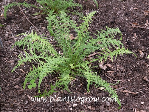 Dre's Dagger Crested Lady Fern (Athirium)